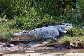 Vaccine to protect crocodiles and multi-million dollar industry