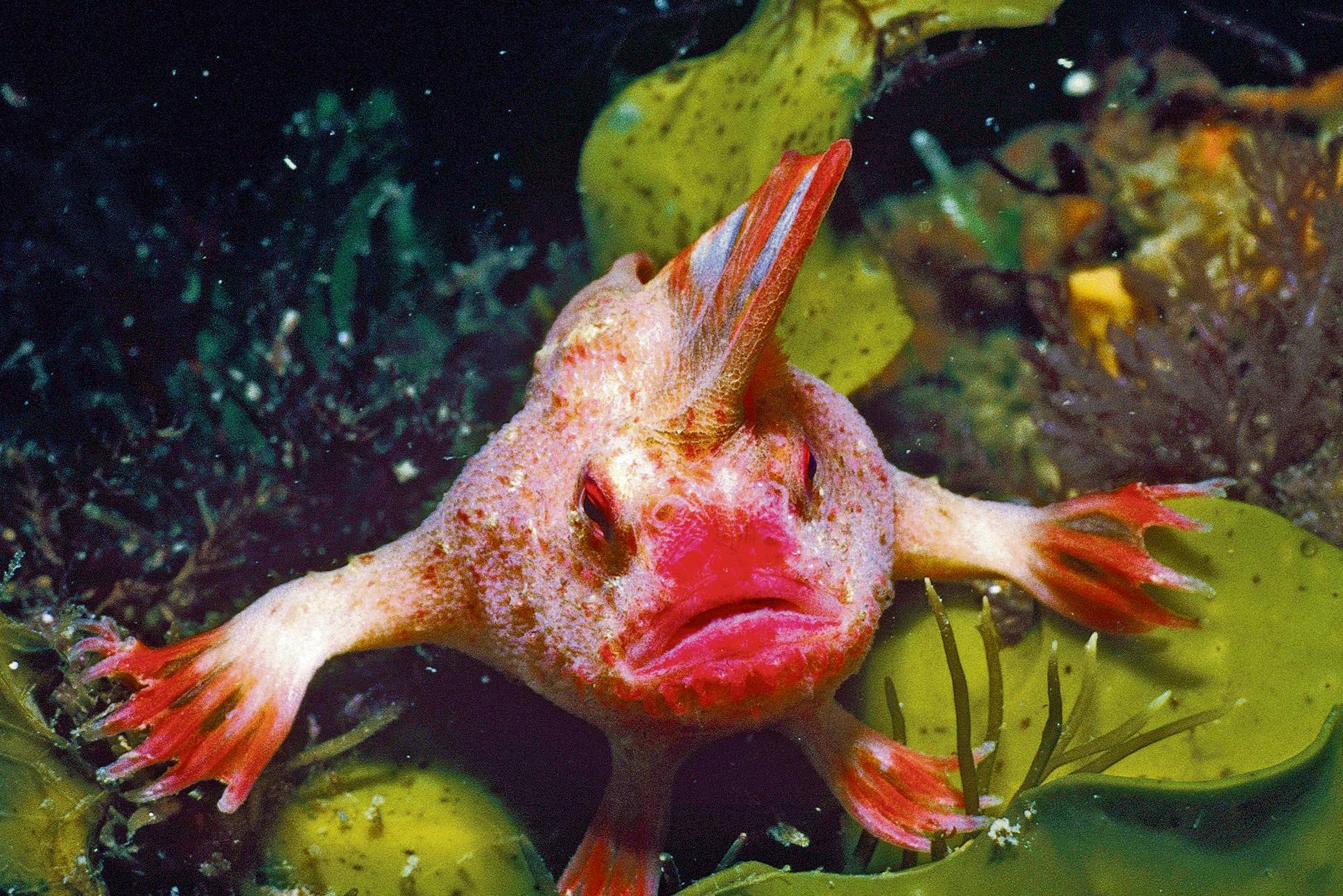 Digi Tasmanian HandFish Profile Picture