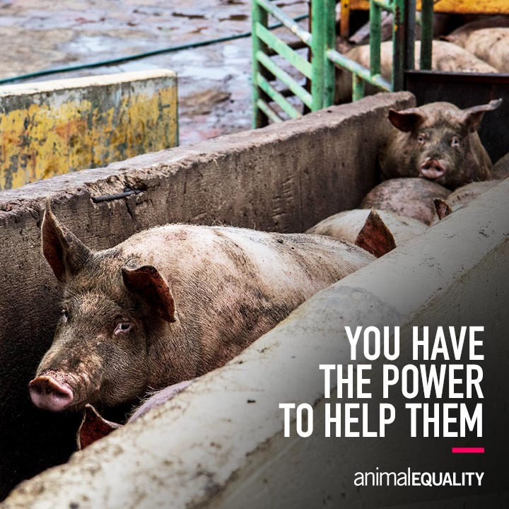 Unveiling the Dark Reality: Exploring Meat Industry Brutality